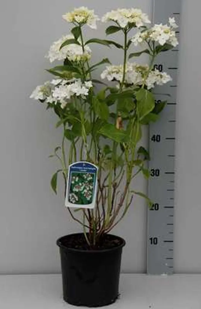 Hortensia Libelle Robuste et Facile pour Réussir votre Jardin Fleuri
