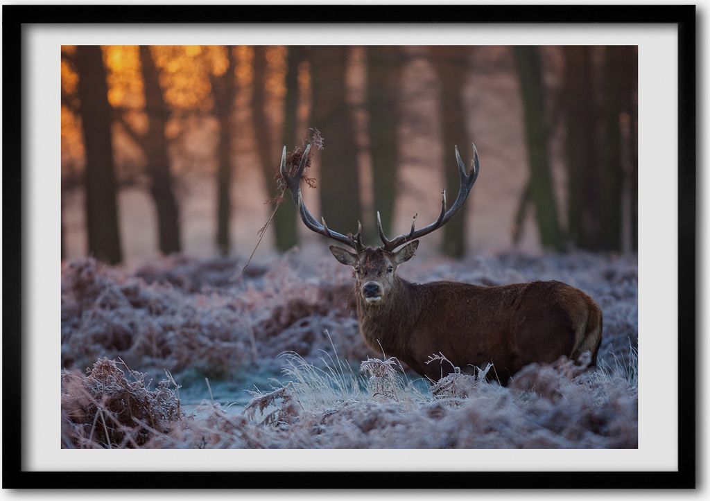 Bild - Bilderrahmen - 100 cm x 70 cm - MDF - Rahmen - Foto - Wandkunst Deer Sonnenaufgang