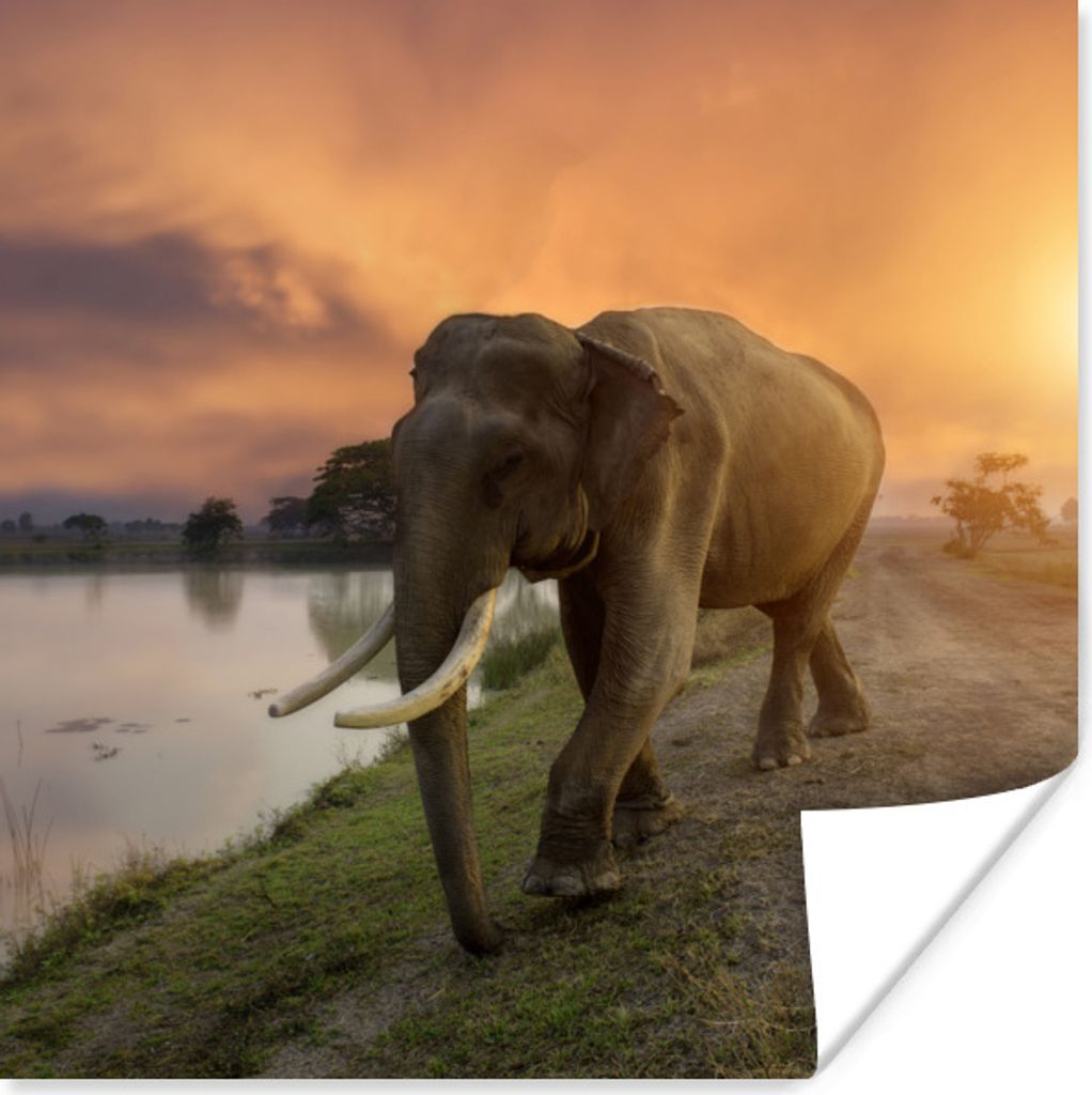 MuchoWow Poster Elefant geht auf den See zu 50x50 cm - Wohnzimmerdekoration