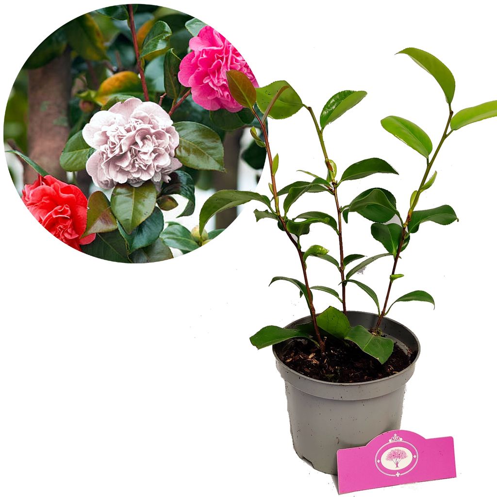 A potted Camellia japonica 'Tricolor' plant with a circular inset showing close-ups of its flowers.