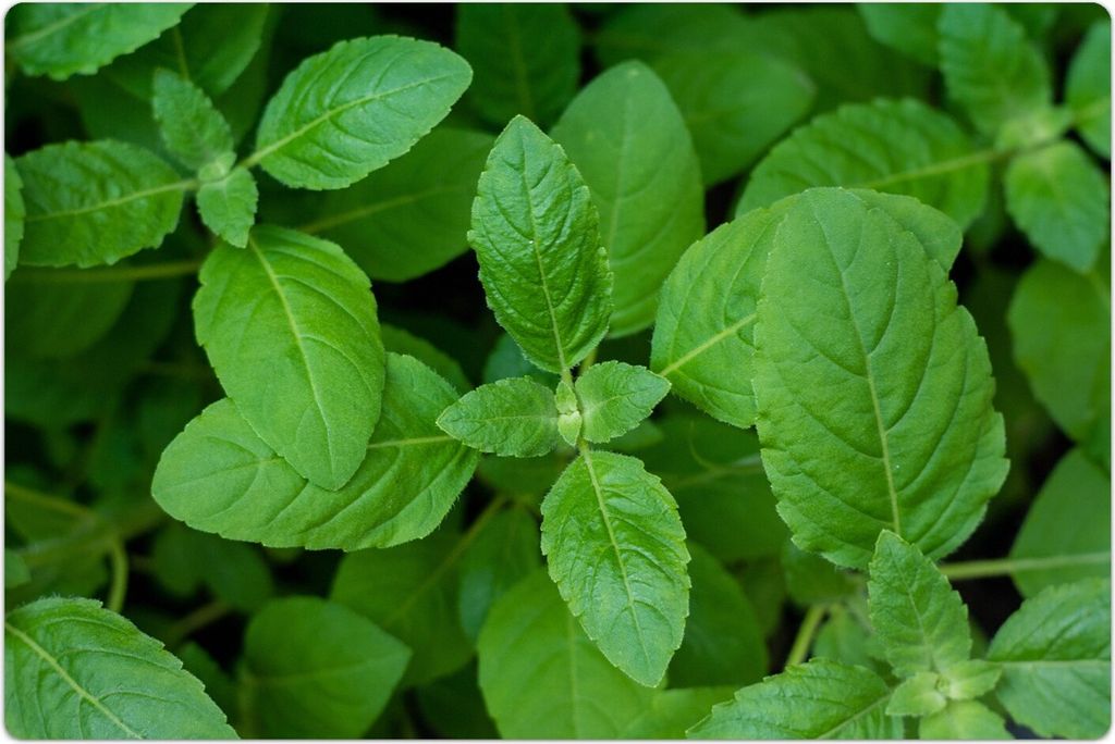 Küchenmatte 100x150 cm Vinylmatte Bodenmatte Dekoration -Grünes Basilikum