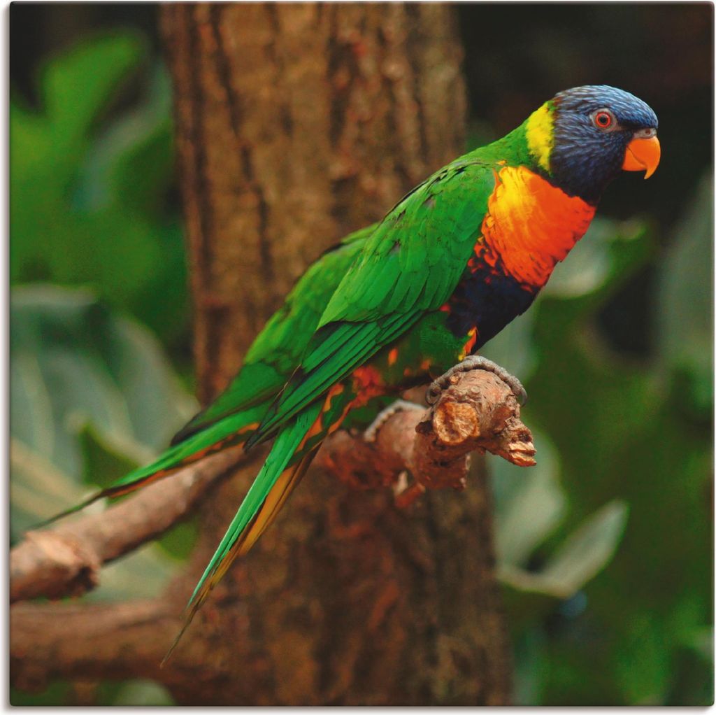 ARTland Leinwandbild Allfarblori im Baum Größe: 100x100 cm