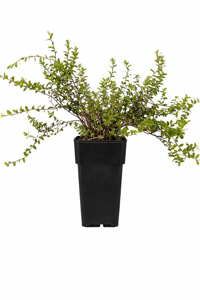 Großfrüchtige Moosbeere Vaccinium macrocarpon Early Black Produktbild 