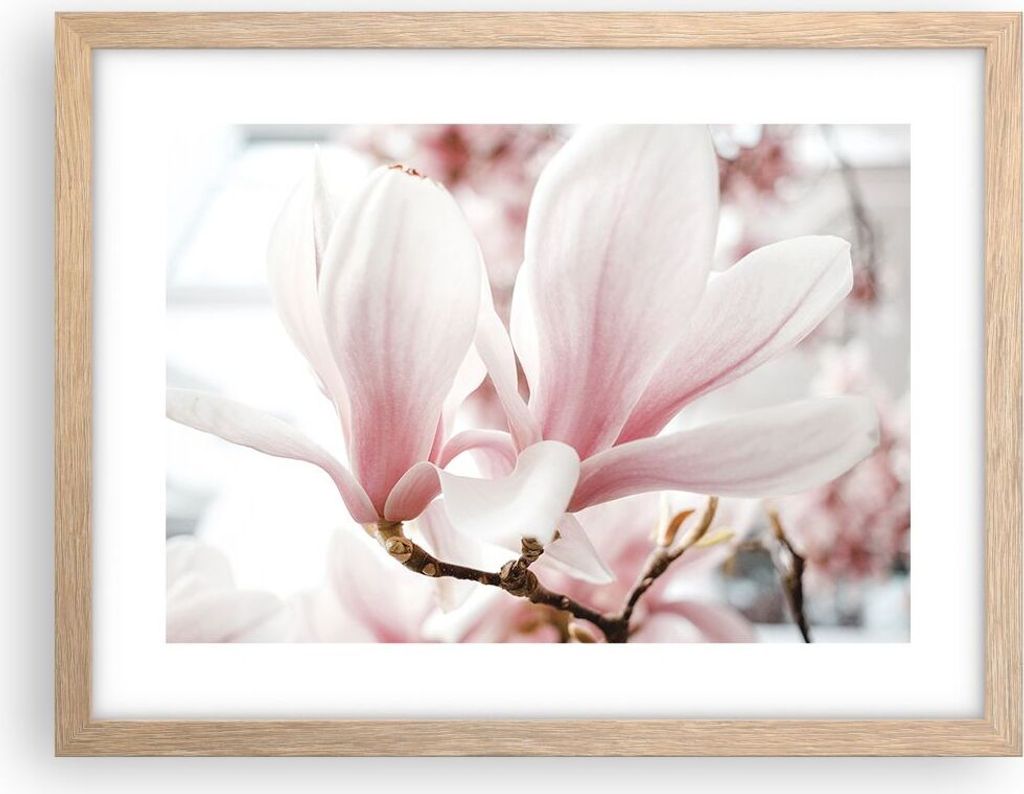 Gerahmtes Poster - Rahmen in heller Eiche - Zweig Magnolie Blume - 40x30 cm - Wand Bild - Wanddeko - Wandbilder - Kunstposter - Wandposter - Bilder...