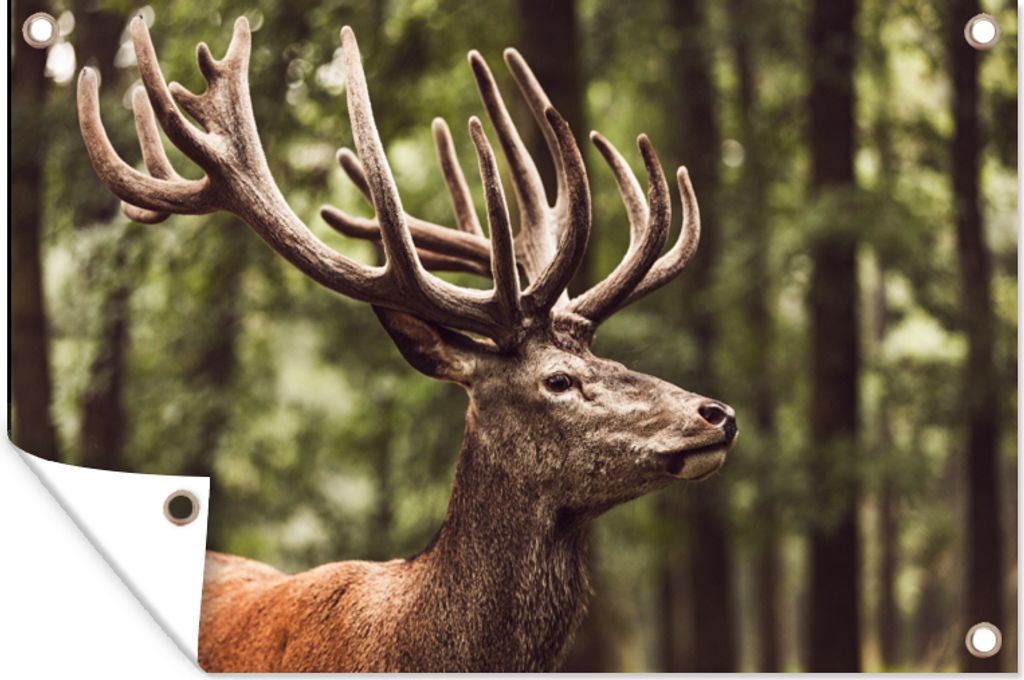 MuchoWow 120x80 cm Outdoor-Poster Gartendeko Sichtschutz Garten Poster für den Garten Hirsch - Natur - Geweih - Wald - Tiere