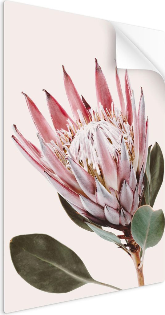 SpaceRebels Bilder Wandsticker 60x90 - Wanddeko Pflanzen Blumen - Selbstklebende Wandtattoo Wandsticker - Modernes Bild auf PVC-Folie - Wandbild Wo...