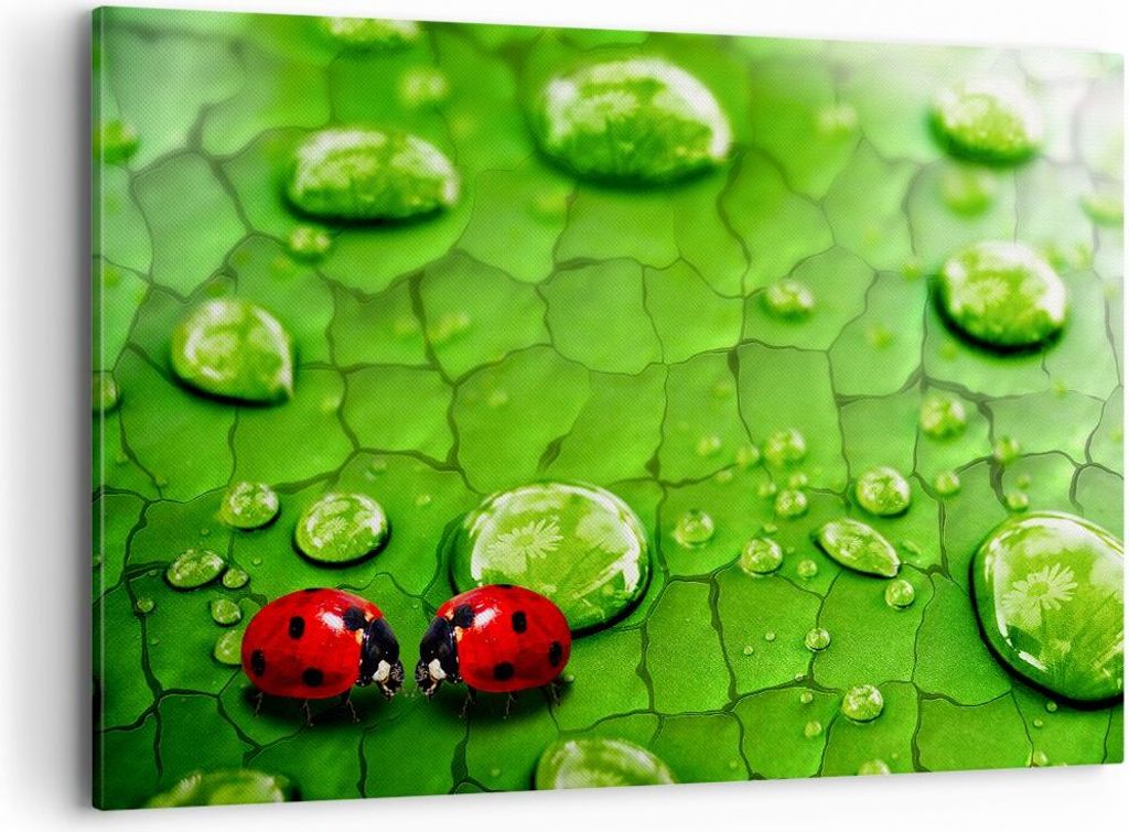 Bild auf Leinwand - Leinwandbild - Marienkäfer Gras Blatt Tropfen - 120x80cm - Wand Bild - Wanddeko - Leinwanddruck - Bilder - Kunstdruck - Wandde...
