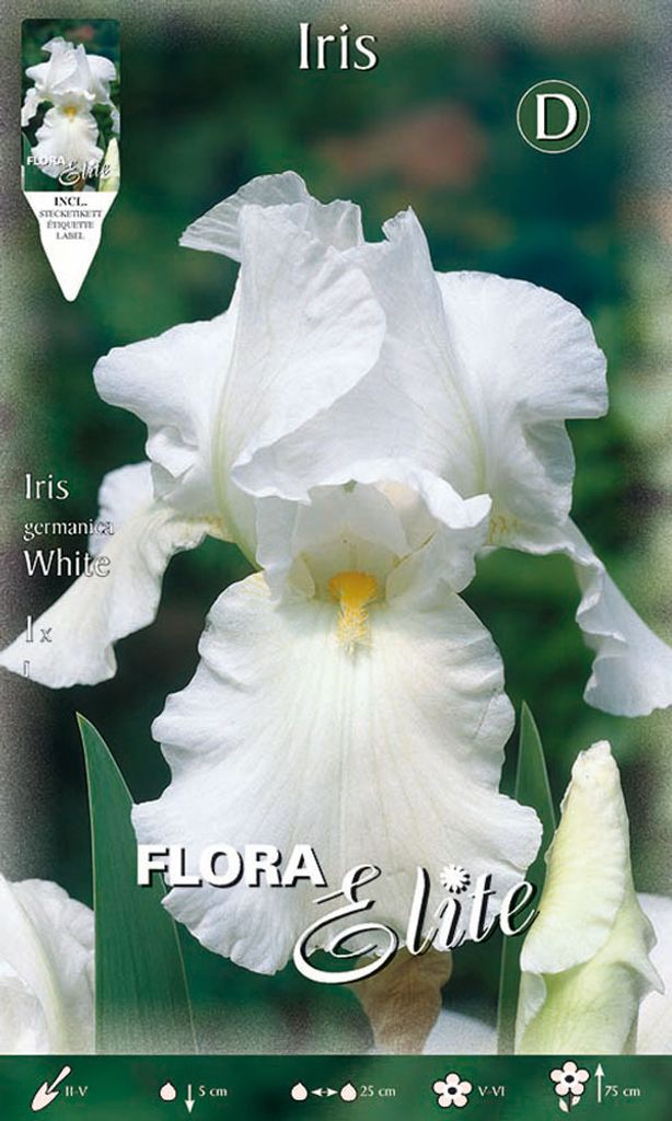 Iriszwiebeln Winterhart & Mehrjährig – Große Bartiris In Seltenen Farben, Gartenpflanzen Zur Dekoration (4 Rhizome)