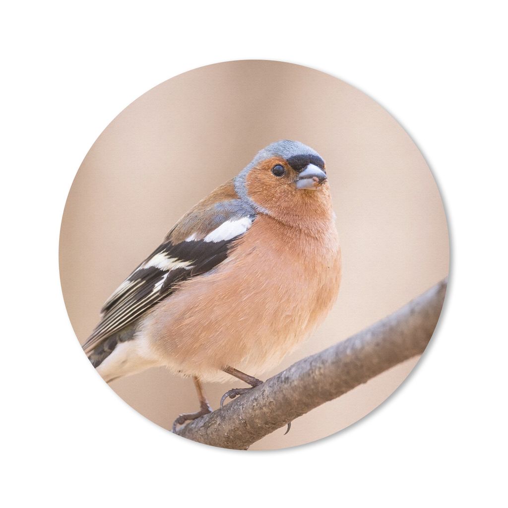 MuchoWow Mauspad Mousepad Vogel - Tiere - Fink 20x20 cm - Mousepads - Maus Mat - Pad - Mausunterlage - Schreibtischmatte