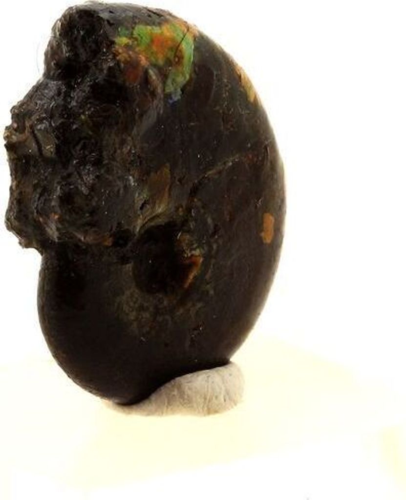Ammonitenfossil Beudanticeras perlmuttartig 17,0 Karat