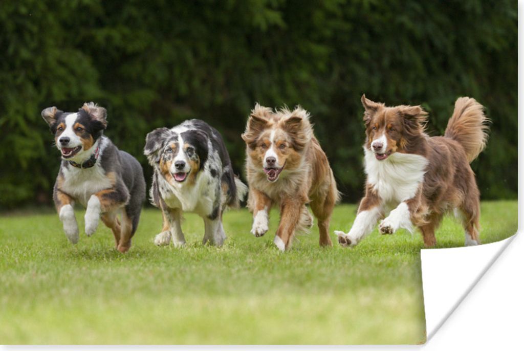 MuchoWow Poster 4 laufende Hunde in einer Reihe 30x20 cm - Plakate - Print