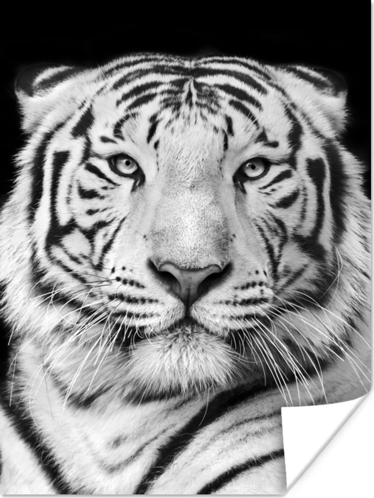 MuchoWow Poster Tiger - Schwarz - Weiß - Porträt - Tiere 120x160 cm - Wandbilder