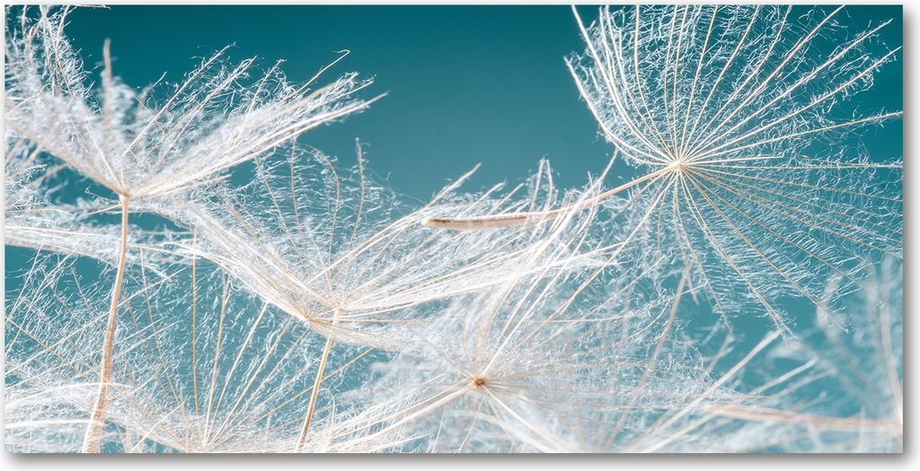 Tulup Leinwandbild - 120x60 cm - Wandkunst - Drucke auf Leinwand - Leinwanddruck - Blumen & Pflanzen - Weiß - Pusteblume