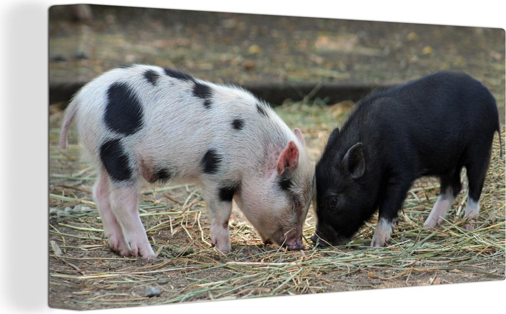 MuchoWow - Leinwandbilder - Schweine - Ferkel - Stroh, Wandbild, Wanddeko Bilder Wohnzimmer, 80x40 cm