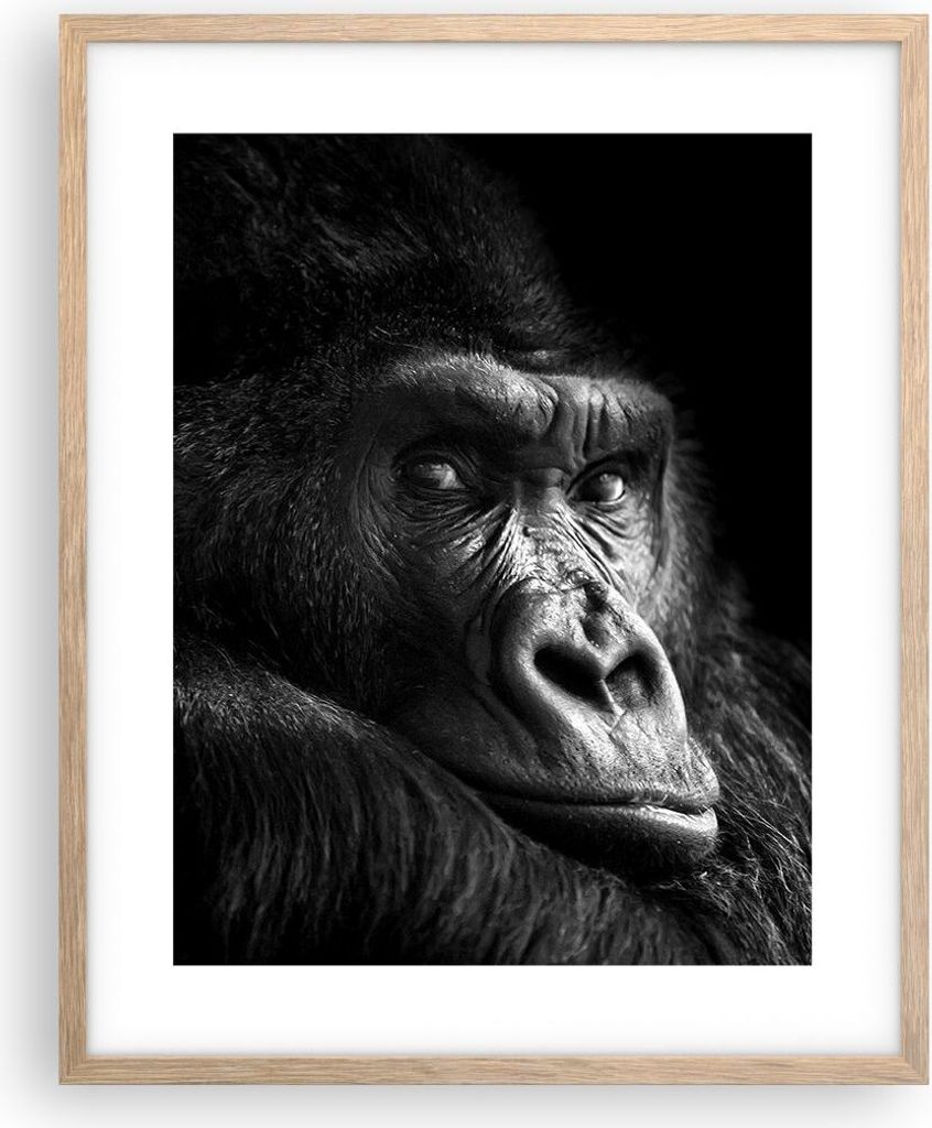 Gerahmtes Poster - Rahmen in heller Eiche - Affe Gorilla Porträt - 40x50 cm - Wand Bild - Wanddeko - Wandbilder - Kunstposter - Wandposter - Bilde...