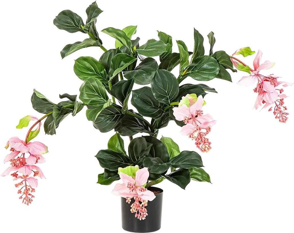 aplanta Künstliche Medinilla magnifica - Penelope | 78 cm, für drinnen, Kunstpflanze, wie echt, Allergiker geeignet, pflanzliche Dekoration Praxi...
