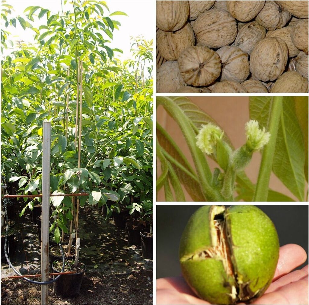A collage of images showing a young walnut tree, a pile of walnuts, a close-up of walnut flowers, and a green walnut in its husk.