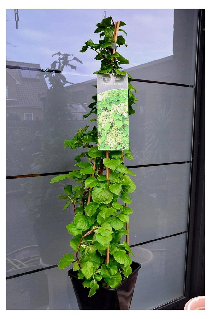 Kletterhortensie Hydrangea petiolaris 80-100 cm hoch im 5-Liter-Pflanzcontainer