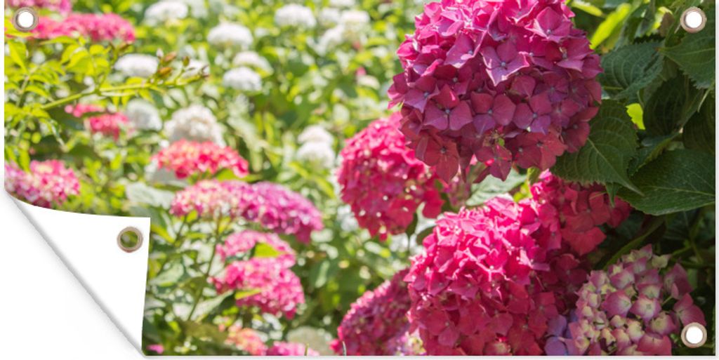 MuchoWow 60x30 cm Outdoor-Poster Gartendeko Sichtschutz Garten Poster für den Garten Ein Garten voller rosa und weißer Hortensien