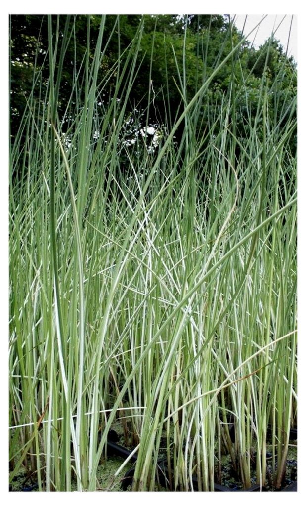 Scirpus lacustris 'Albescens' - Weiß-gestreifte Seesimse - Qualitätsstaude im 9x9 cm Topf