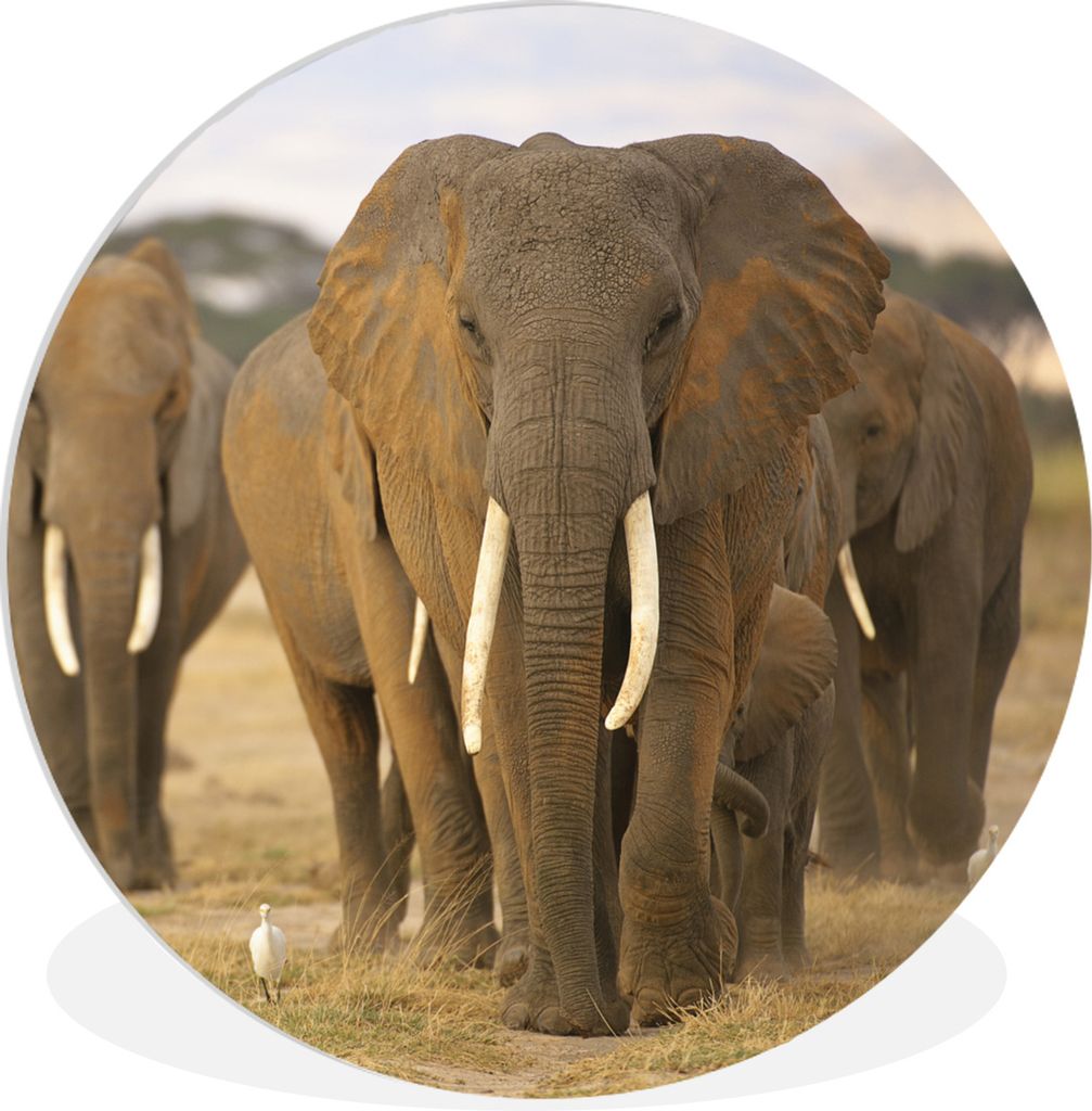 MuchoWow Rundes Wandbild - Runde Bilder Elefant - Gras - Grau Ø 30 cm Kreis Wanddekoration Kunststoff - Wandkreis - Wandschmuck - Schlafzimmer -...