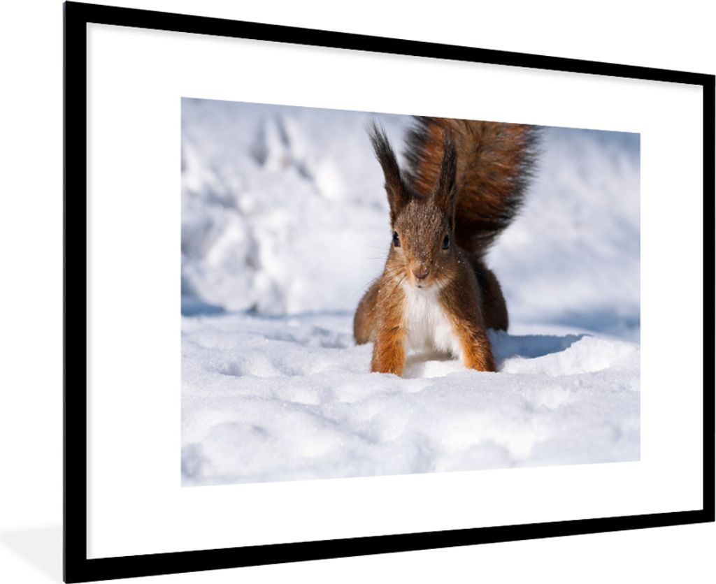 MuchoWow® MuchoWow® Gerahmtes Poster Eichhörnchen - Produktbild 