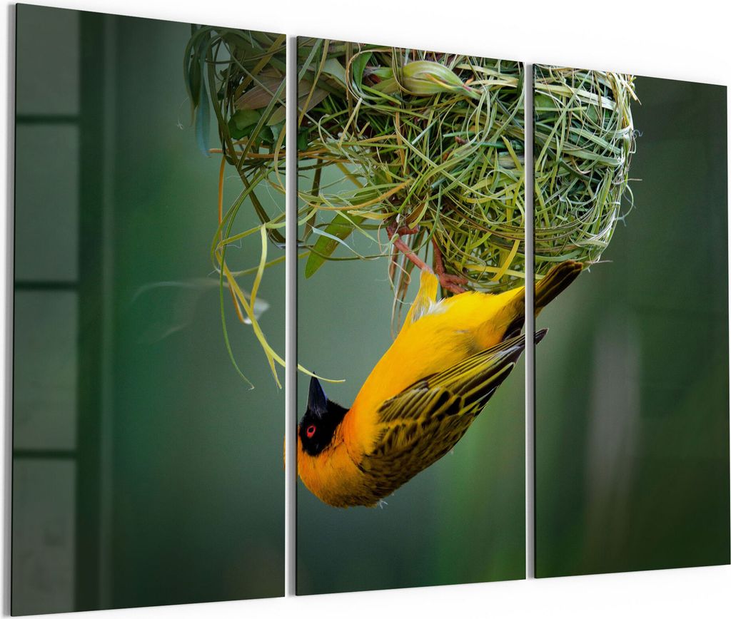 DEQORI Glasbilder Acryl 3x50x100 cm 'Maskenweber baut Nest' Wandbilder XXL groß