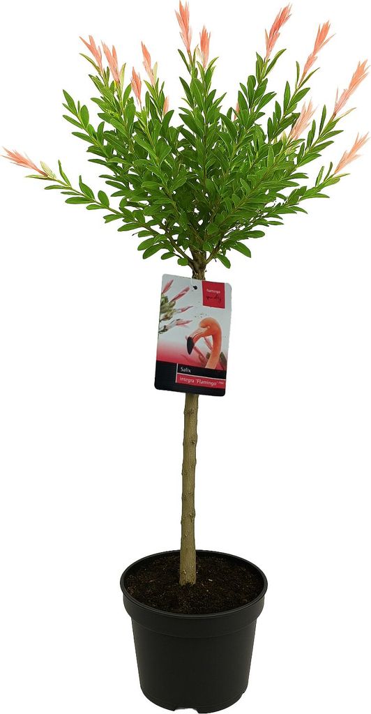 Bloomique - Salix Integra Flamingo - Bunte Weide - Gartenpflanzen - Winterhart - 80-100 cm hoch - Topf 19 cm