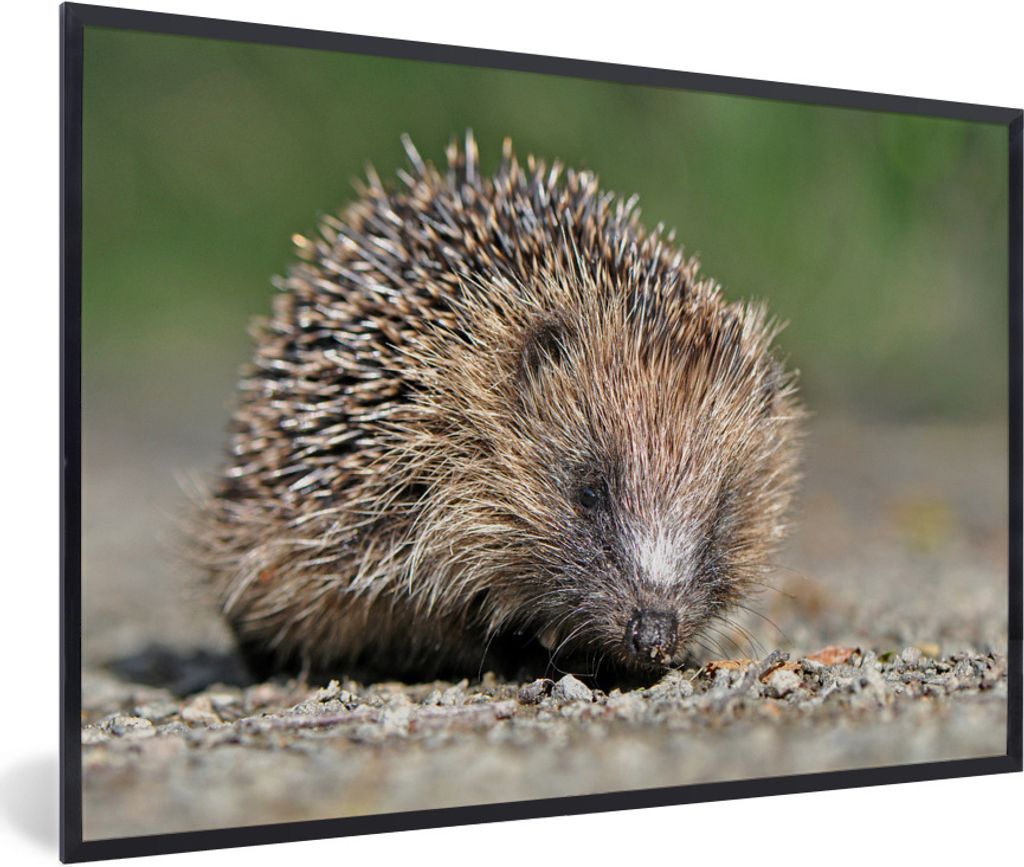 MuchoWow Gerahmtes Poster Igel auf Schotter 90x60 cm - Poster mit Schwarzem Bilderrahmen Wandposter Rahmen Foto Bilder - Fotorahmen - Foto-Plakat