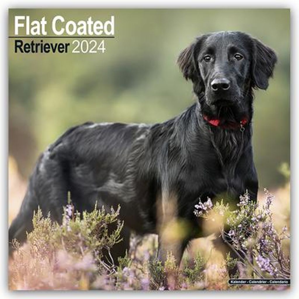 Flat-Coated Retriever 2024 - | Kaufland.de