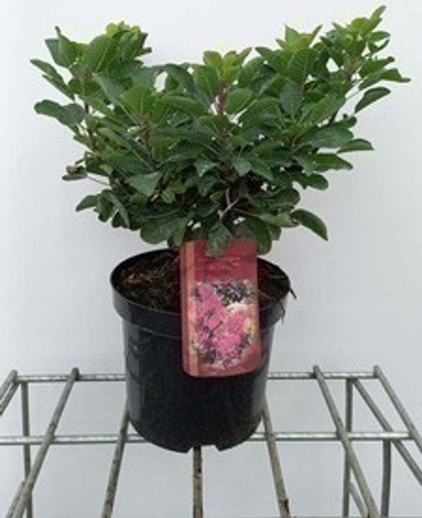 Cotinus cogg. 'Smokey Joe'® ( 'lisjo'®) - Cotylédone rouge Image du produit 