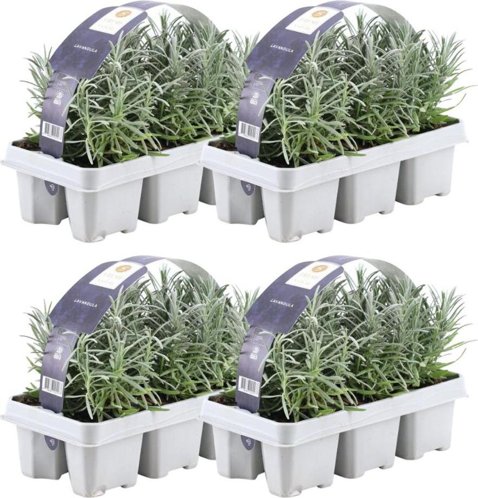 Echter Lavendel – Lavandula angustifolia – Ø7 cm x H15 cm – 24 Pflanzen – Duftend & pflegeleicht – Für Balkon, Terrasse & Beet – Medi...
