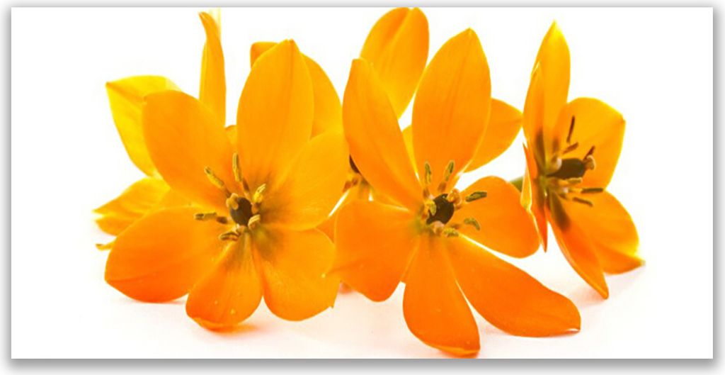 Glasbilder 120x60 Wandbild Druck auf Glas Blumen Pflanzen