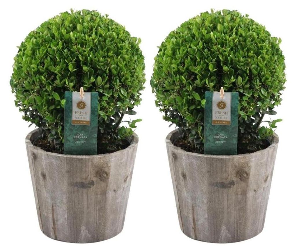 Plants by Frank | Vero agrifoglio a forma di palla in vaso Immagine del prodotto 