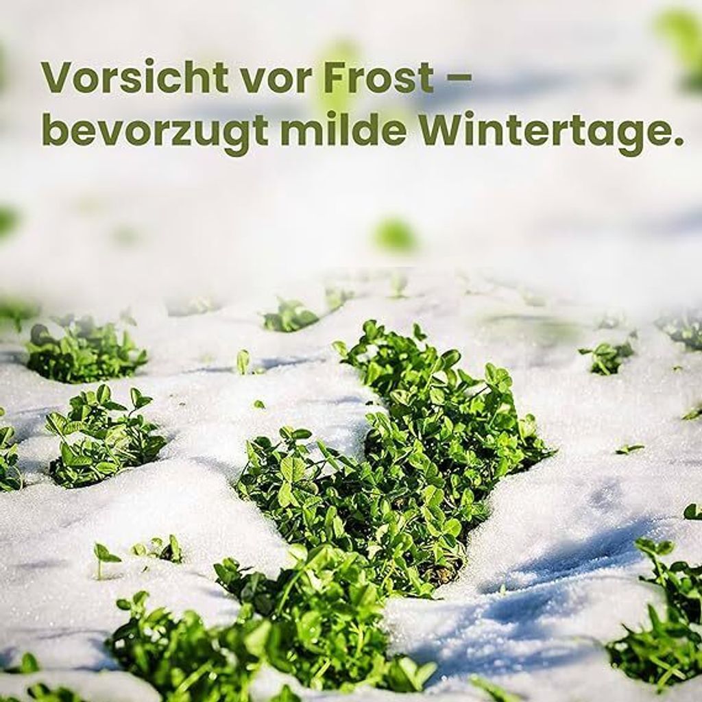 LERAVA® Klee samen [mähfrei] 125m² - Mikroklee Samen für Produktbild 5