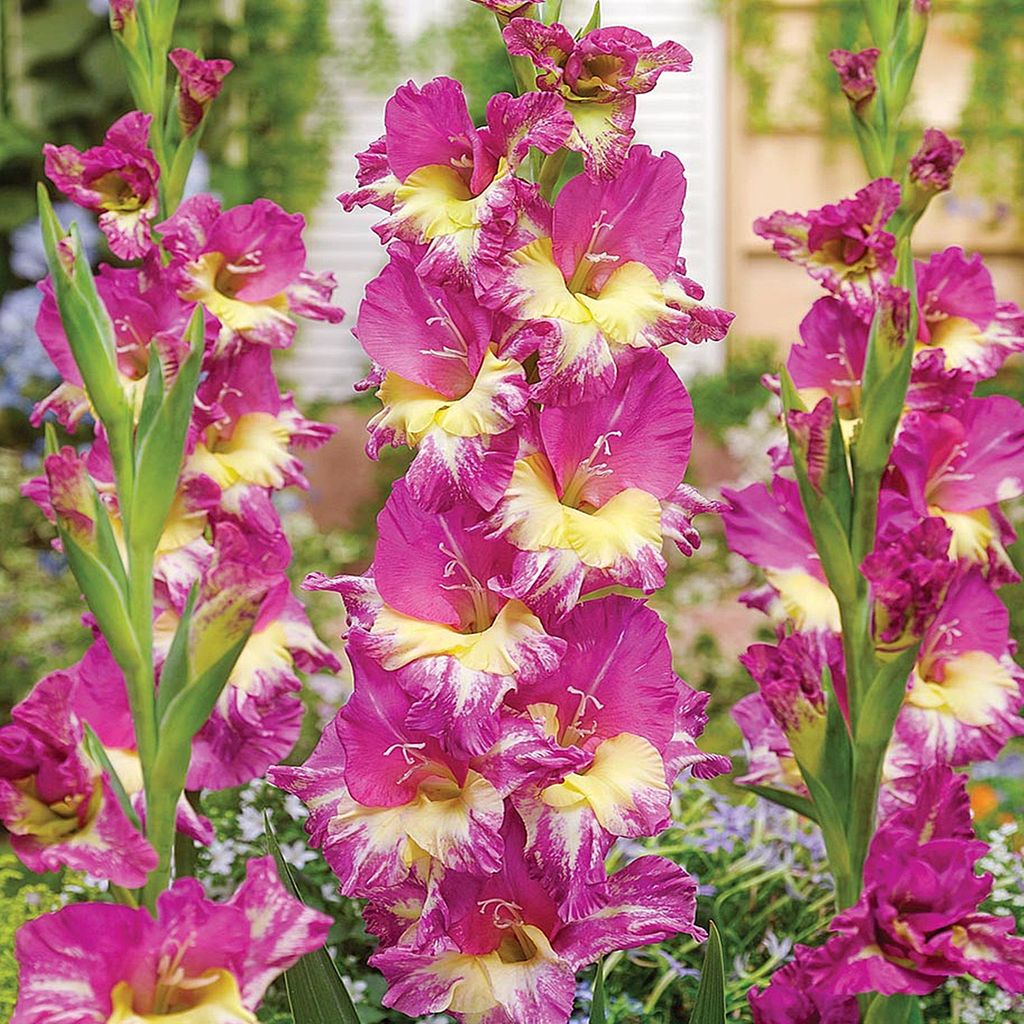 Gladiole Blumenzwiebeln Schwertblume Sommerblühende Produktbild 