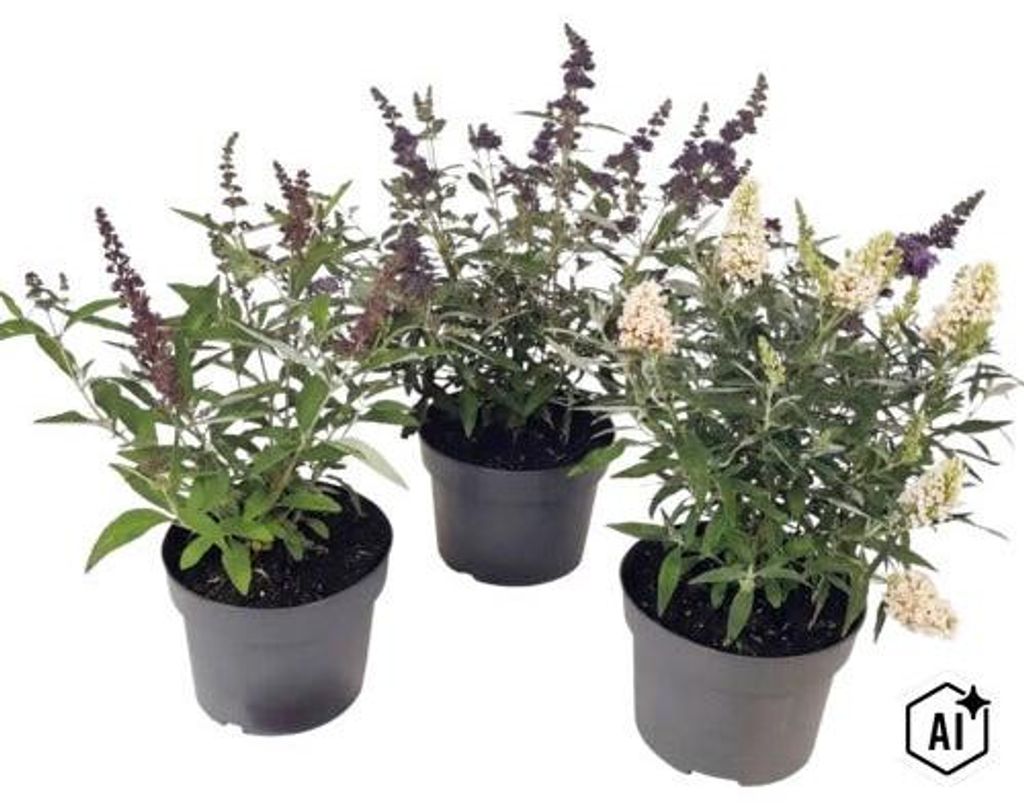 Sommerflieder, Schmetterlingsflieder Mix Buddleja davidii Produktbild 