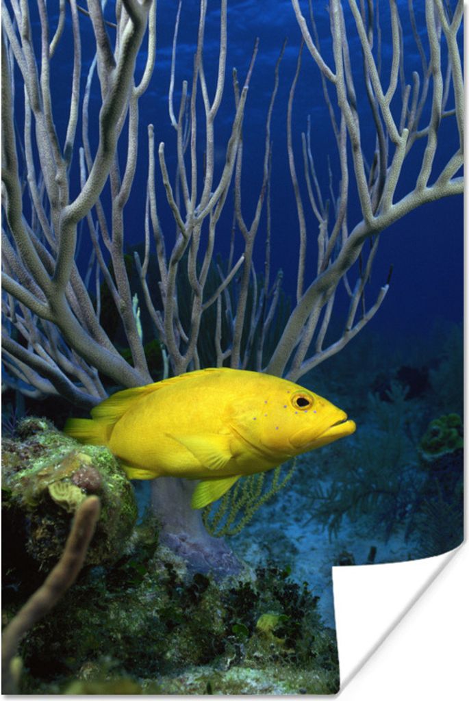 MuchoWow Poster Fisch - Gelb - Koralle 20x30 cm - Papierdruck