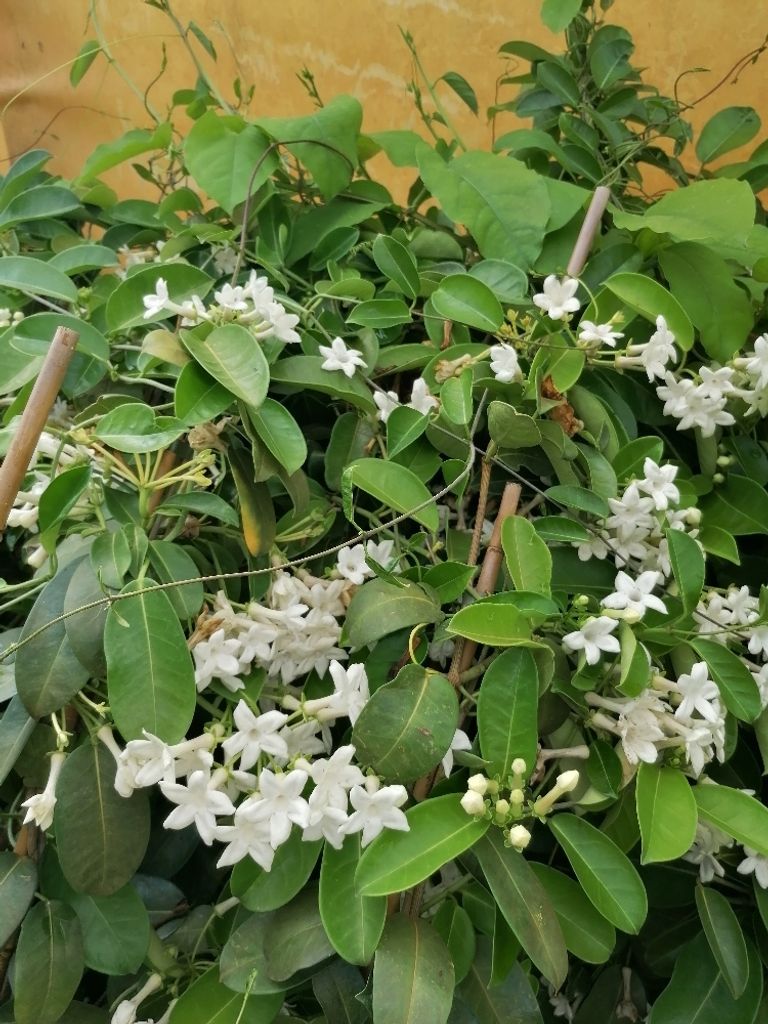 Gelsomino Stephanotis Floribunda – 2 Piante Vere Alte 45 Cm, Rampicante Profumata Per Giardini E Pergole