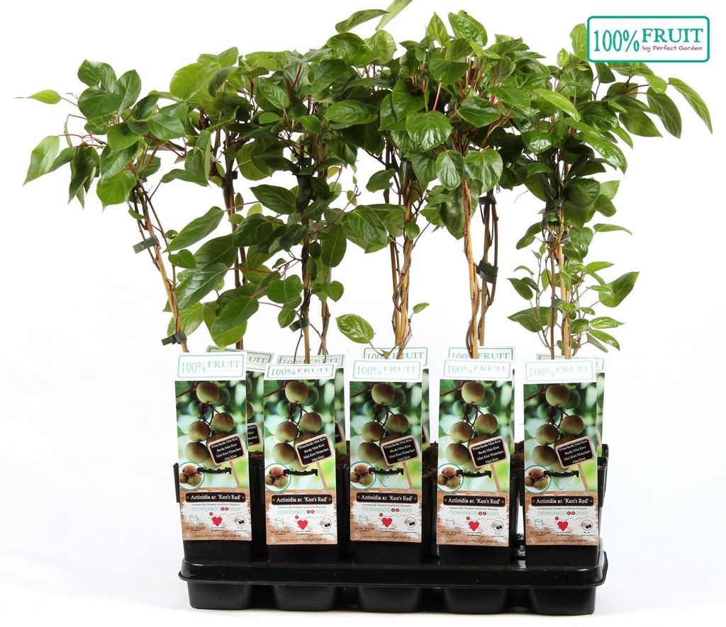 Trauben-Kiwi Ken's Red 70 cm Actinidia arguta Kens Red - Zwerg-Kiwi - weibliche