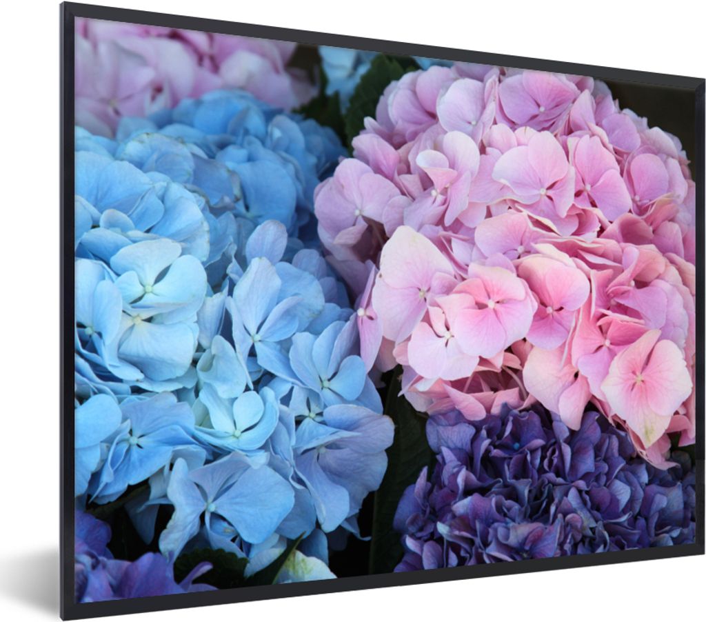 MuchoWow® Gerahmtes Poster Blumen - Strauch - Hortensie - Produktbild 