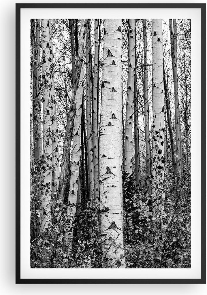 Gerahmtes Poster - Schwarzer Rahmen - Birken Wald Monochrom Produktbild 