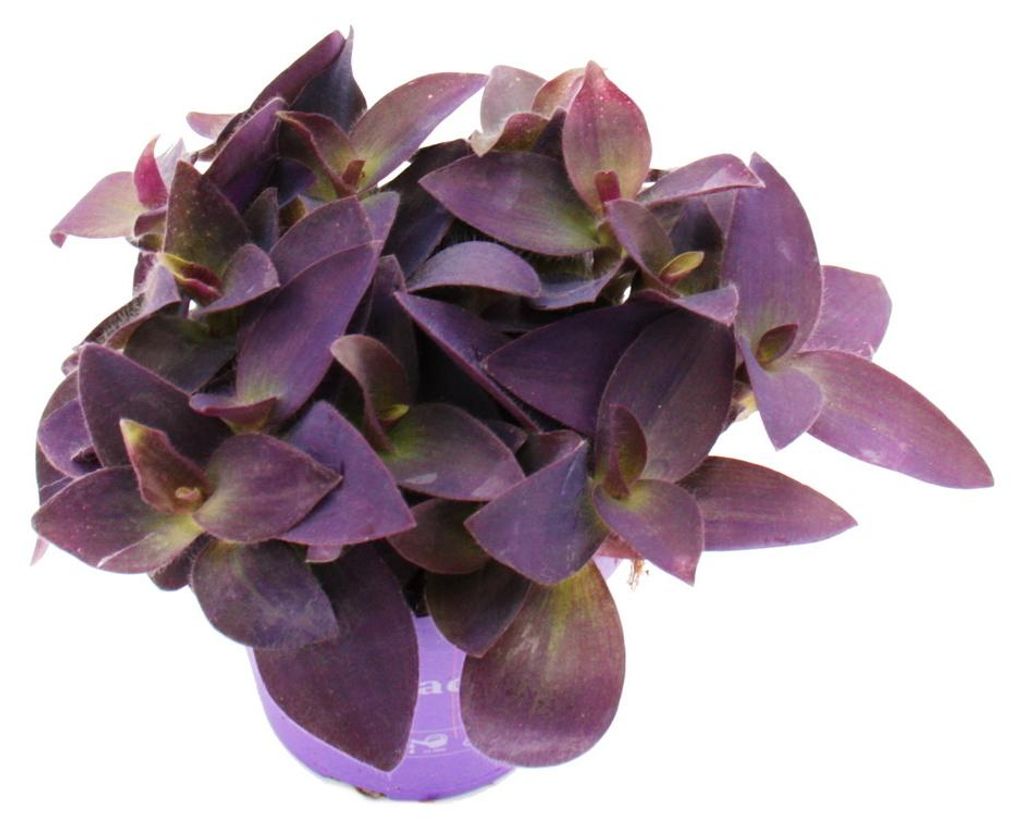 Dreimastblume – Tradescantia pallida – pflegeleichte Hängepflanze – rote Blätter – 12-cm-Topf – violett