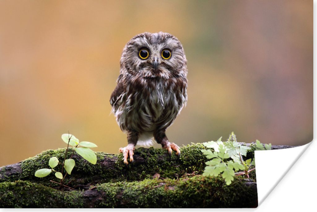 MuchoWow Poster Steinkauz 30x20 cm - Plakate - Print