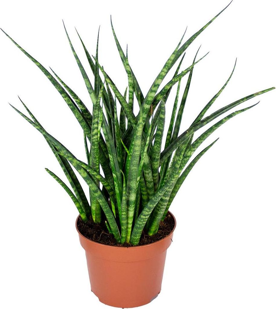 Bloomique - Sansevieria Fernwood Punk - Język teściowej - Zdjęcie produktu 