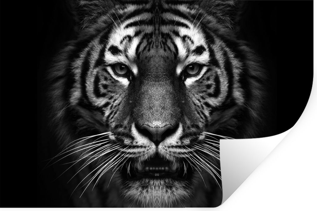 MuchoWow Wandtattoo Wandsticker Wandaufkleber Tiger - Tiere - Schwarz - Weiß - Porträt - Wild 90x60 cm Selbstklebend und Repositionierbar - Auf...