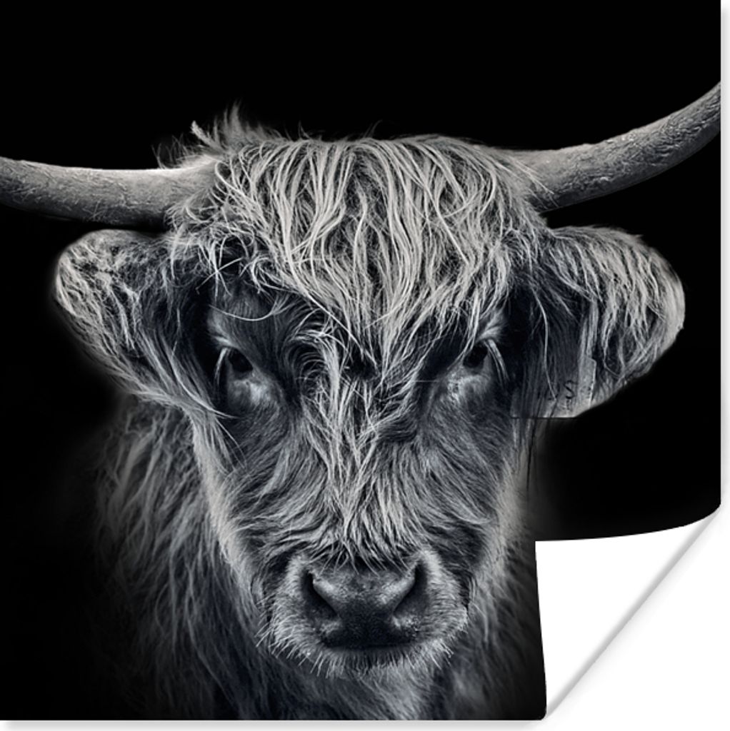 MuchoWow Poster Schottischer Highlander - Schwarz - Kuh - Tiere 75x75 cm - Wand Dekoration
