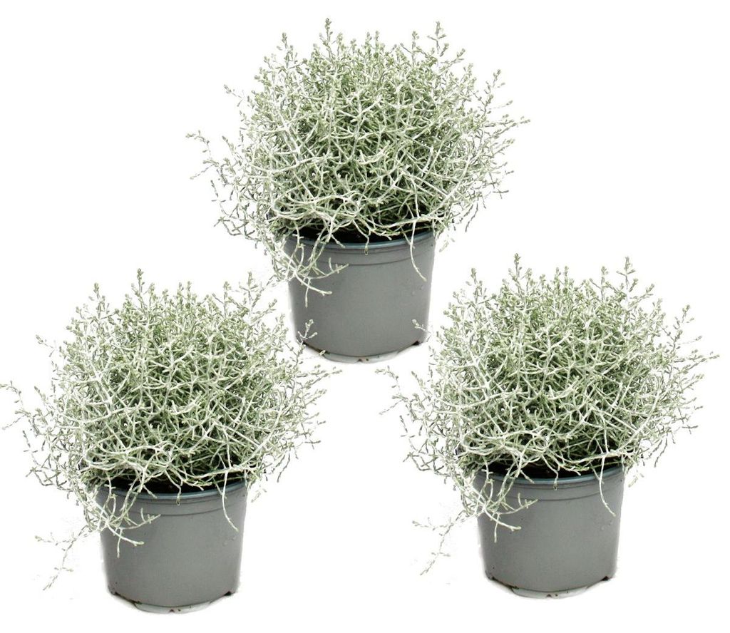 Stacheldrahtpflanze - Silberdraht - Calocephalus brownii - Produktbild 