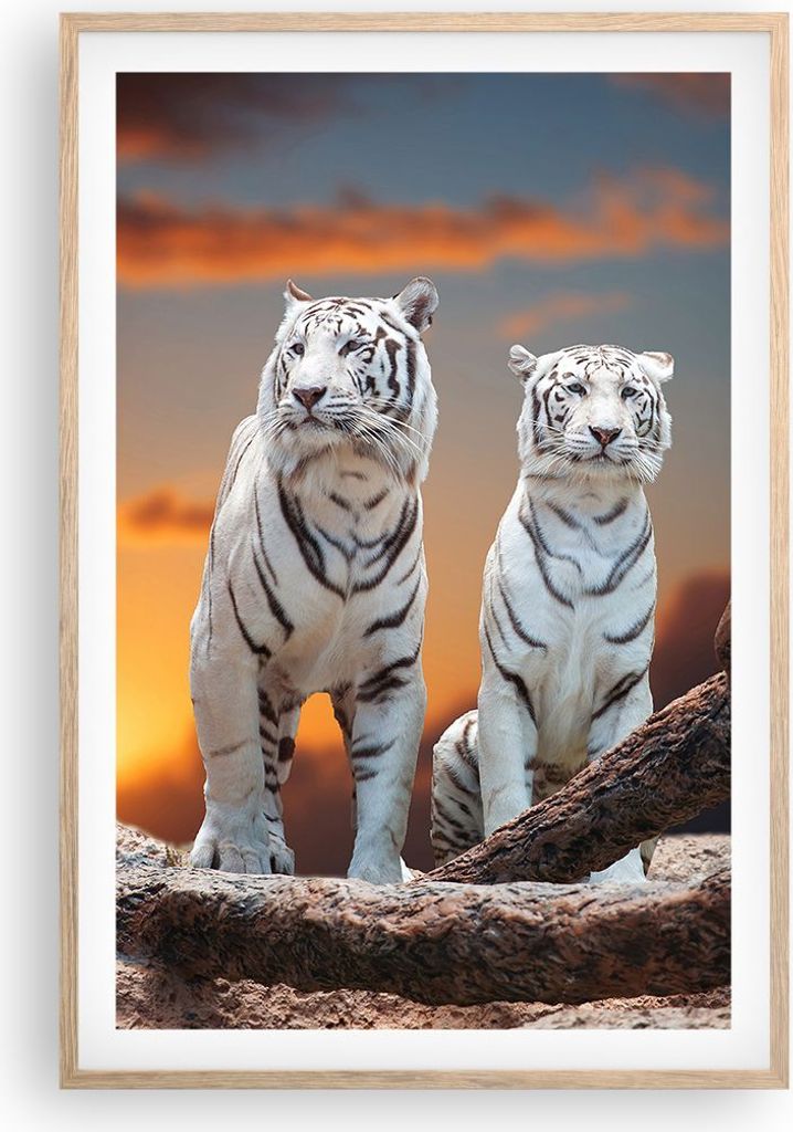 Gerahmtes Poster - Rahmen in heller Eiche - Tiger weiß Rock Sonnenuntergang - 61x91,5 cm - Wand Bild - Wanddeko - Wandbilder - Wandposter - Bilder...