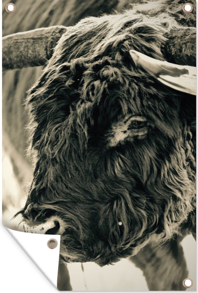 MuchoWow 40x60 cm Outdoor-Poster Gartendeko Sichtschutz Garten Poster für den Garten Schottischer Highlander - Schnee - Hörner
